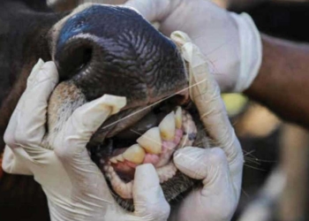 10 Ekor Sapi di Kabupaten Cirebon Terpapar PMK