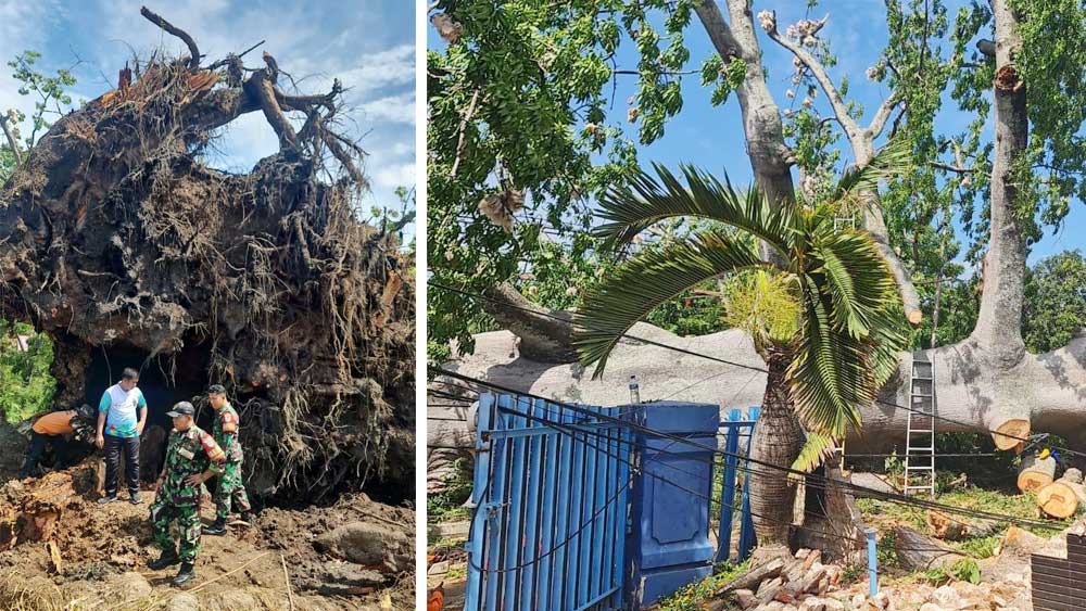 Pohon Tumbang di Indramayu, Randu Gede Berusia 5 Abad Roboh, Ajaibnya Tak Ada Satupun Rumah yang Rusak
