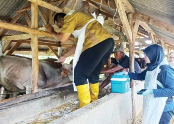 Distan Kabupaten Cirebon Gelar Vaksinasi PMK di Enam Titik