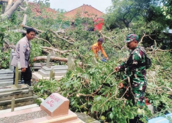 BMKG Prediksi Fenomena Hujan Angin, Imbau Pangkas Pohon Tinggi yang Sudah Tua