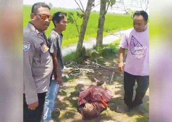 Sukirno Ditemukan Tewas di Sawah Suranenggala Cirebon