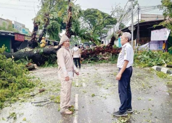 Pohon Berusia Puluhan Tahun Tumbang Tutup Akses Losari-Ciledug Cirebon