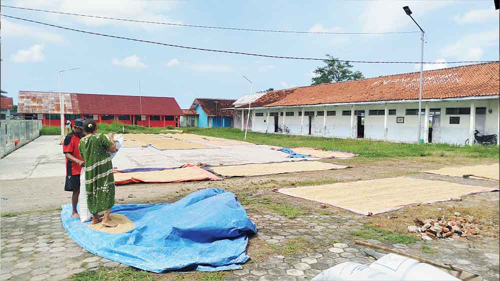 Bulog Cirebon Serap 100.000 Ton Gabah Petani