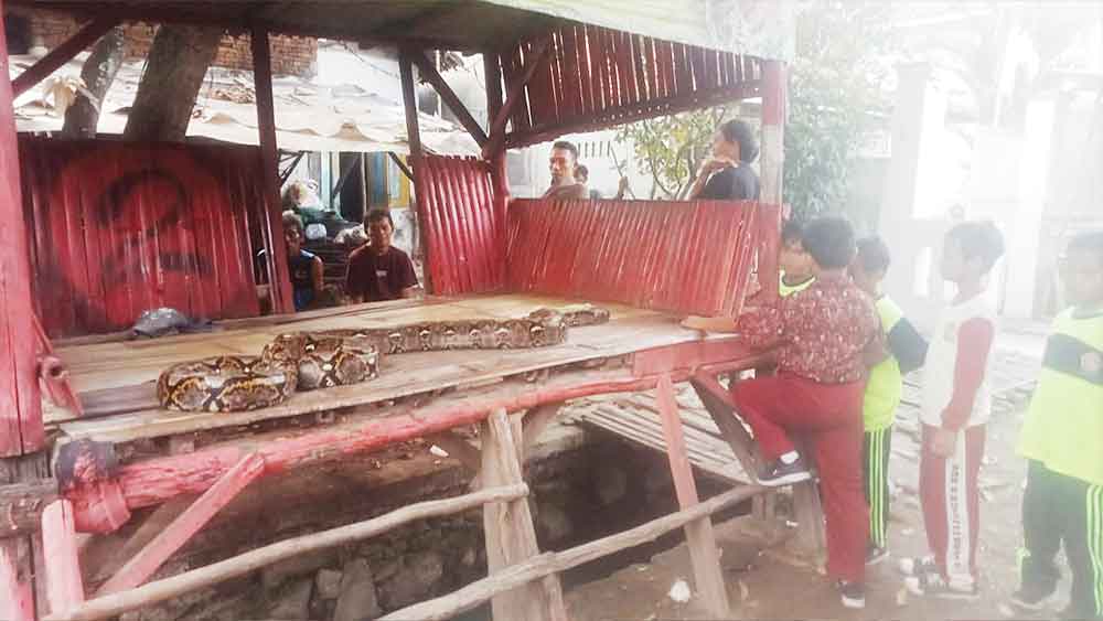 Diduga Hendak Memangsa Hewan Peliharaan, Ular Sanca Panjang 7 meter Ditangkap Warga Suranenggala Cirebon