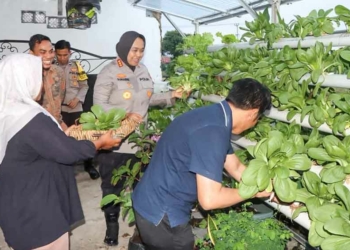 Wabup Cirebon Panen Sayur di Kebun Warga