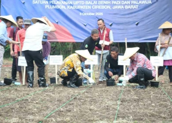 Pemkab Cirebon Tanam Sorgum, Wujudkan Ketahanan Pangan, Alternatif Pangan Baru
