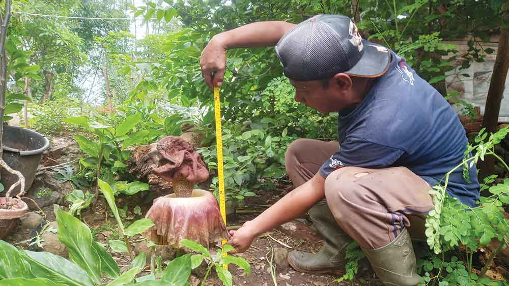 Fenomena Langka Hebohkan Warga Cirebon, Bunga Bangkai Raksasa Tumbuh di Desa Kubang