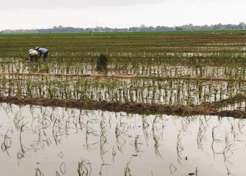 Tetapkan 44.000 Ha Lahan Sawah Abadi, Dikunci Melalui Perda RTRW, Pastikan Tidak Ada Alih Fungsi di Kabupaten Cirebon