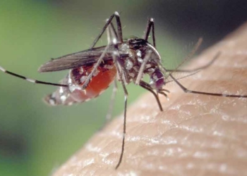 Awal Tahun 2026, DBD di Kabupaten Cirebon Capai 37 Kasus