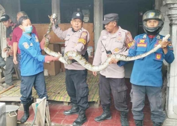 Ular Piton Panjang 3 meter Jatuh dari Plafon, Ditemukan di Atas Meja Makan Warga Gebang Kulon Cirebon