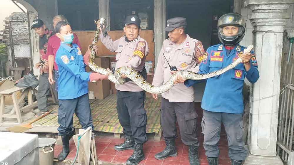 Ular Piton Panjang 3 meter Jatuh dari Plafon, Ditemukan di Atas Meja Makan Warga Gebang Kulon Cirebon