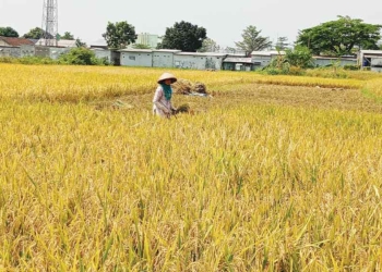Produksi Beras Kabupaten Cirebon Turun Signifikan