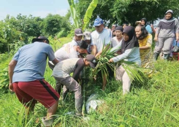 Warga Cigobang Cirebon Kompak Cabuti Pohon Sawit